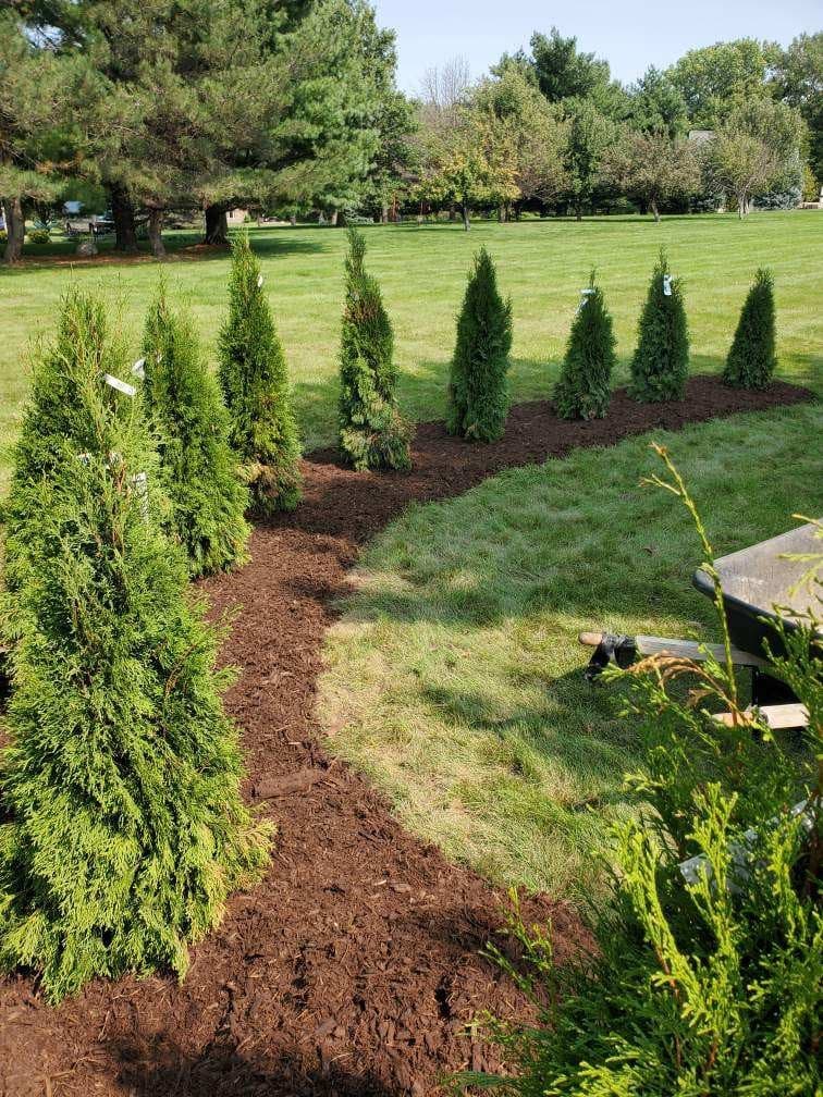 Oak Tree Maintenance